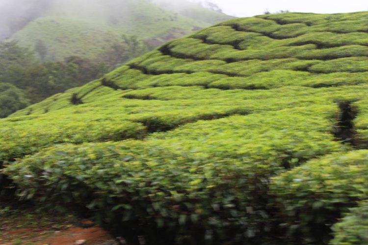 Mahindra Great Escape 2019 Photos (Sakleshpur)