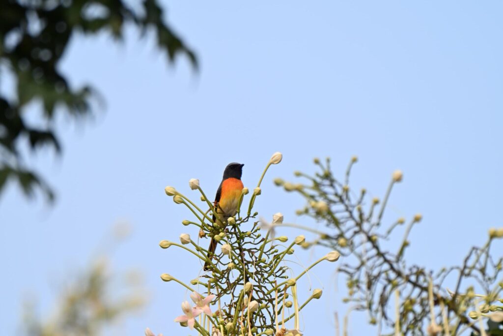 Toyota Bio-diversity Day 2026 --- Birds